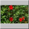 Marokko-Blumen-003.jpg