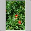 Marokko-Blumen-016.jpg