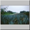 unterwegs zwischen Merida und Izamal - Agaven vor einer Sisal-Fabrik