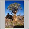 K&ouml;cherbaumwald bei Keetmanshoop - Aloe-B&auml;ume