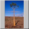 Fish River Canyon - ein einsamer K&ouml;cherbaum am Canyonrand
