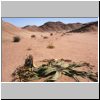 Namibw&uuml;ste bei Swakopmund - Welwitschia-Pflanze