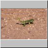 Damaraland (bei Khorixas) - ein Cham&auml;leon