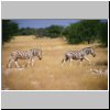 Etosha N.P. - Zebras