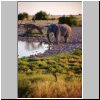 Okaukuejo Camp (Etosha N.P.) - ein Elefant am Wasserloch am sp&auml;ten Abend
