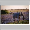 Okaukuejo Camp (Etosha N.P.) - ein Elefant in der N&auml;he des Wasserlochs am sp&auml;ten Abend