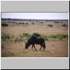 Etosha N.P. - Gnu-Antilope und eine Herde Zebras