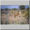 Etosha N.P. - Impala-Antilope