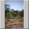 Etosha N.P. - Giraffe