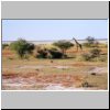 Etosha N.P. - eine Giraffe unweit der Etosha Pfanne