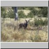 Halali Camp (Etosha N.P.) - eine Kudu-Antilope auf dem Weg zum Wasserloch
