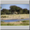 Etosha N.P. - eine Giraffe am Wasserloch