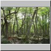 ein Waldst&uuml;ck auf dem Weg vom Lago Argentino zum Lago Onelli
