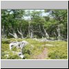 ein Waldst&uuml;ck auf dem Weg vom Lago Argentino zum Lago Onelli
