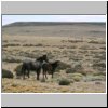 Wildpferde in der patagonischen Steppe zwischen Tres Lagos und dem Flu&szlig; Rio Chico