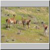 Torres del Paine NP - Guanakos