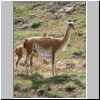 Torres del Paine NP - Guanakos