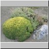 Torres del Paine - Wanderung vom Campingplatz Peho&eacute; zum Aussichtspunkt Mirador Condor, typische Vegetation