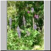 unterwegs auf der Carretera Austral n&ouml;rdlich von Puerto Aisen, Lupinien am Stra&szlig;enrand