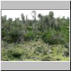 unterwegs auf der Carretera Austral zwischen Puyuhuapi und Chaiten - abgebranter bzw. abgeholzter Wald