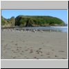 Insel Chilo&eacute; - M&ouml;wen am Strand bei der Pinguinera Islotes de Pu�ihuil