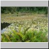 unterwegs zwischen Valdivia und Villarrica � Landschaft mit Seerosen