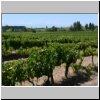 Weinplantage an einer Rastst&auml;tte unterwegs nach Santiago