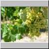 Weinplantage an einer Rastst&auml;tte unterwegs nach Santiago