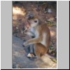 Dambulla - ein Affe (Makak) in der N&auml;he des H&ouml;hlentempels