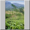 unterwegs von Kandy nach Nuwara Eliya - eine Hochgebirgslandschaft mit Teeplantagen