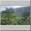 unterwegs von Kandy nach Nuwara Eliya - Teeplantagen in der N&auml;he der Teefabrik "Glenloch Tea Factory" bei Katukitula
