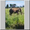 Udawalawe Nationalpark - ein Elefant