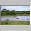 Yala West Nationalpark - Wasserb&uuml;ffel in einem Teich