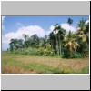 Landschaft am Fu&szlig; des Little Adam�s Peak am mittleren Lauf des Bentota-Flusses, rechts Kokos-Palmen, links davon Betel-Palmen