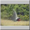 Yala West Nationalpark - ein Pfau