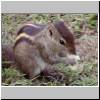 Beruwala - im Garten des Hotels Swanee, ein gestreiftes Backenh&ouml;rnchen (Eutamias asiaticus)